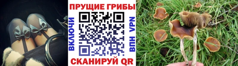Купить где  Лабинск  Псилоцибиновые грибы MAGIC MUSHROOMS 